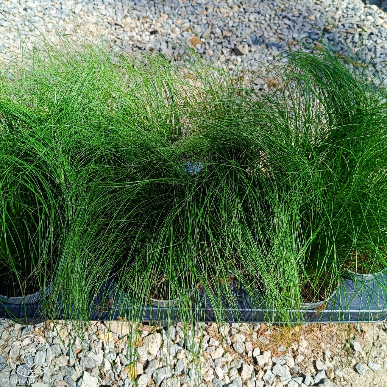 Obrázok Kavyľ (Stipa tenuissima) ´PONYTAILS´ - kont. C2L